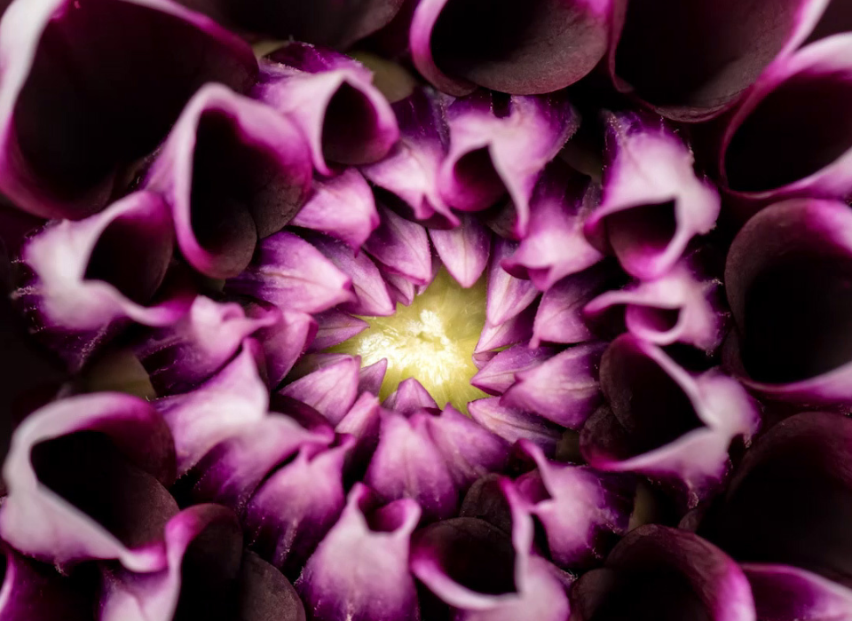 International Baccalaureate Global Hope Flower